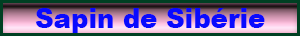 sapin_siberie.pdf