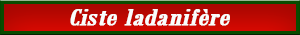 ciste_ladanifere.pdf