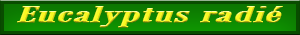 eucalyptus_radie.pdf