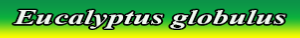 eucalyptus globulus.pdf