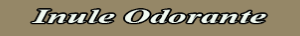 inule_odorante.pdf