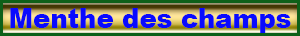 menthe_champs.pdf