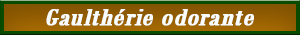 gaultherie_odorante.pdf
